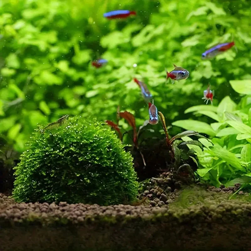 Aquarium Moss Ball Filter Aquatic Pet Supplies Decorations For Shrimps Fish Tank Pet Products Fish Tank Decor Plastic